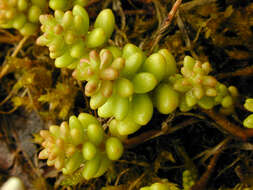 Image of White Stonecrop