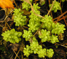 Image of White Stonecrop