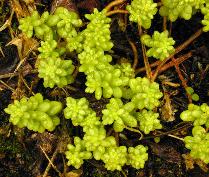 Image of White Stonecrop