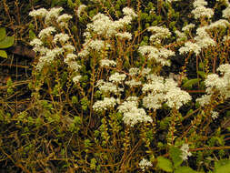 Image of White Stonecrop