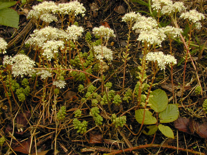 Image of White Stonecrop