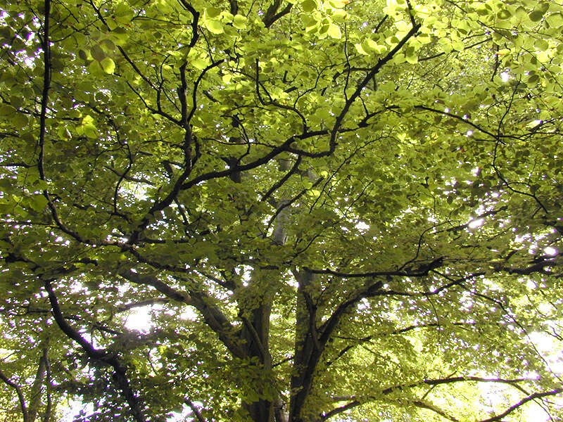 Image of European beech