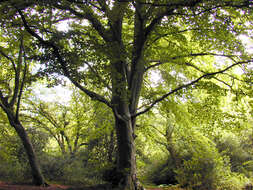 Image of European beech