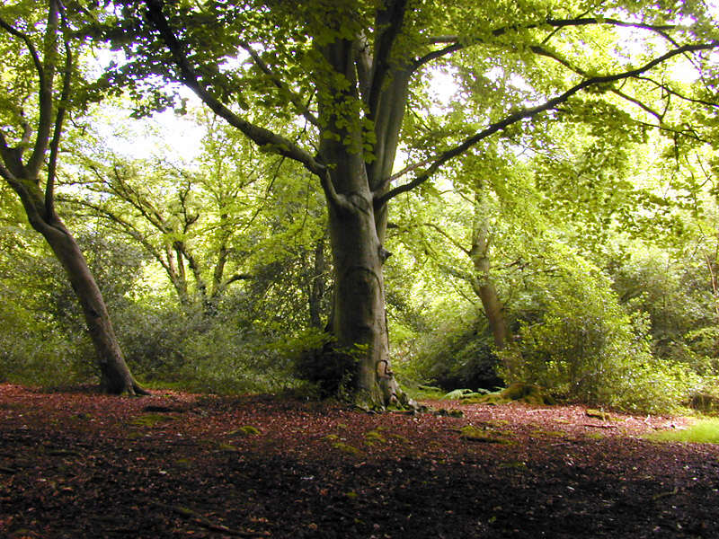 Image of European beech