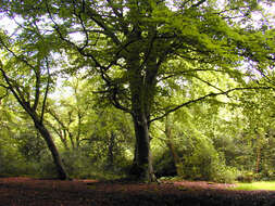 Image of European beech