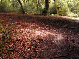 Image of European beech