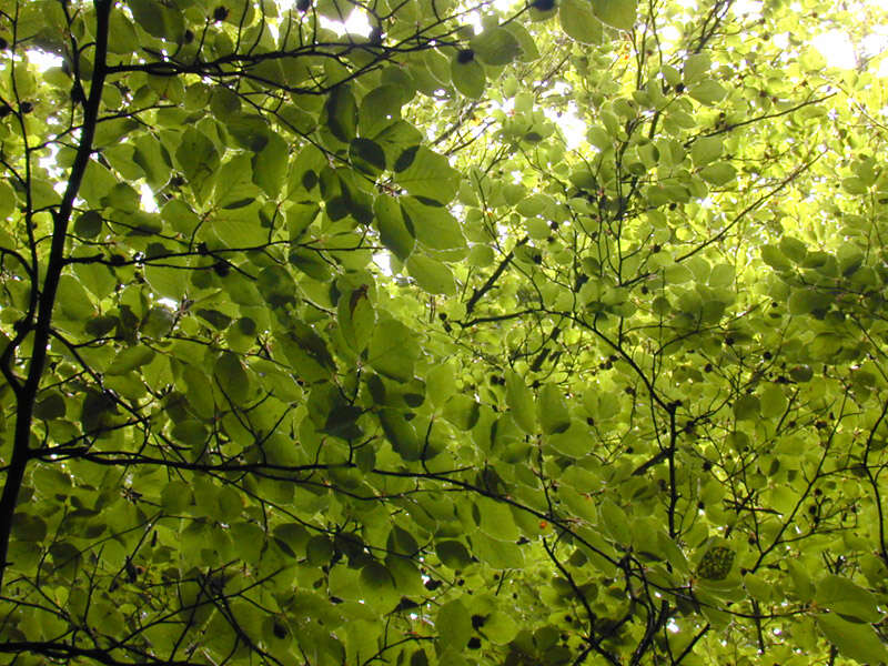 Image of European beech