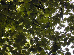 Image of European beech