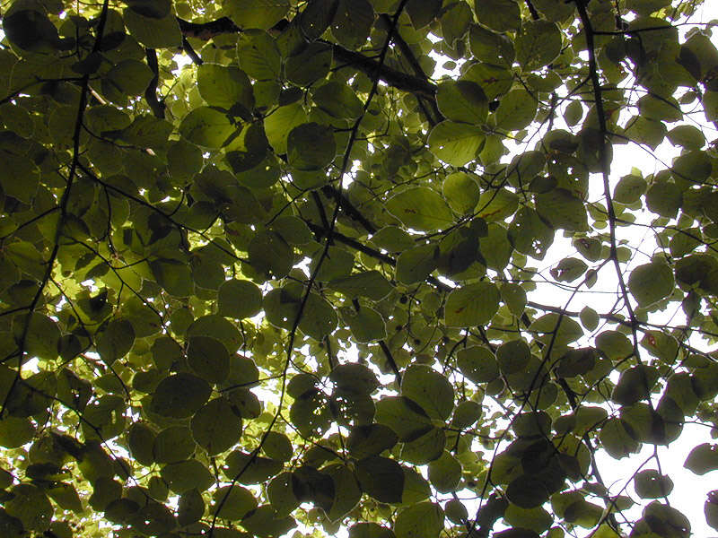 Image of European beech