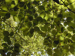 Image of European beech