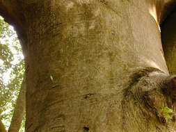 Image of European beech