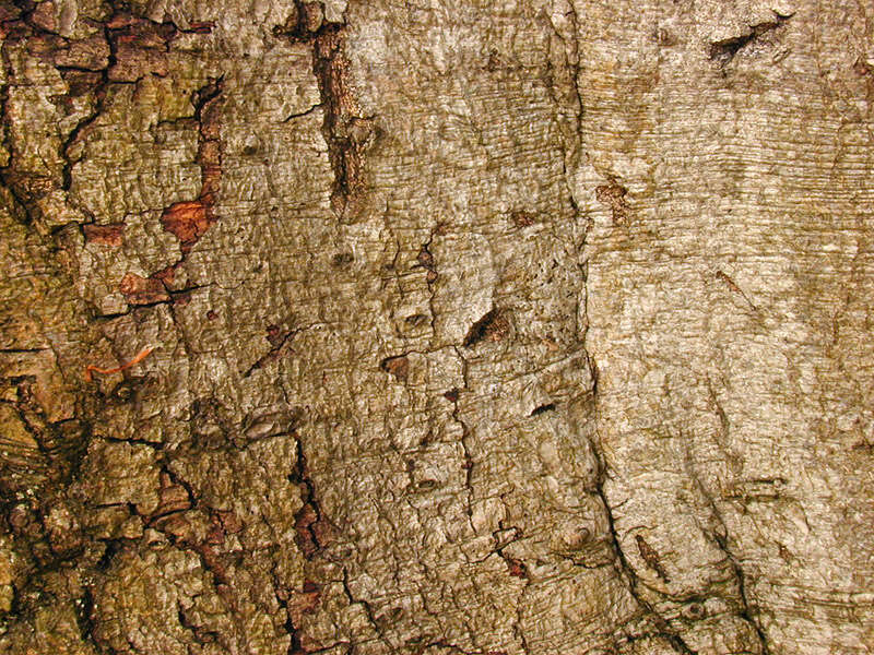 Image of European beech