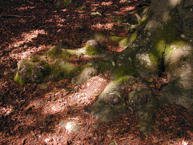 Image of European beech