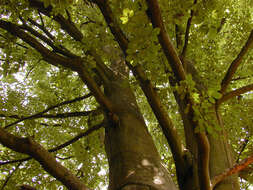 Image of European beech