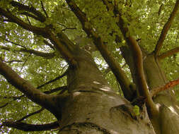 Image of European beech