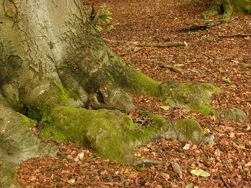 Image of European beech