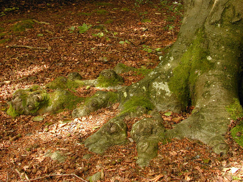 Image of European beech