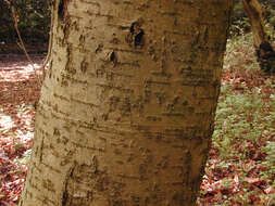 Image of rowan,  moutain ash