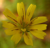 Image of nipplewort