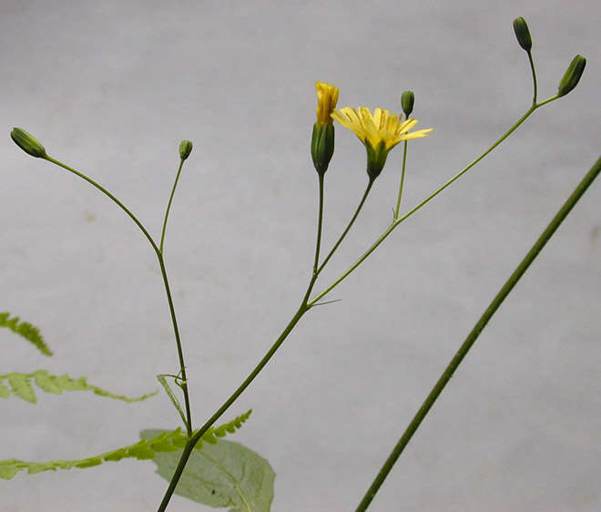 Image of nipplewort