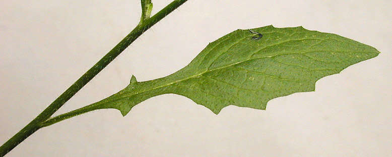 Image of nipplewort