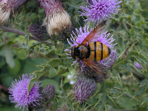 Image of lesser hornet hoverfly