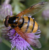 Image of lesser hornet hoverfly