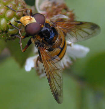 Image of lesser hornet hoverfly