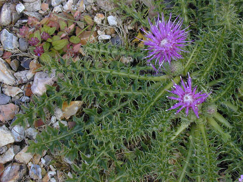 Image of dwarf thistle