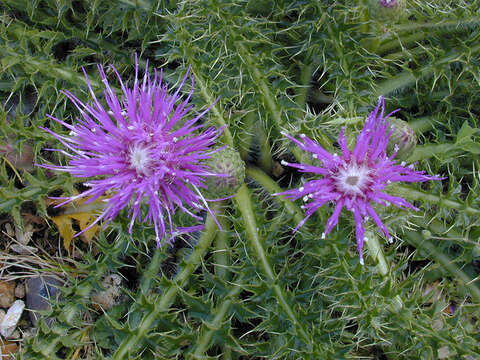 Image of dwarf thistle