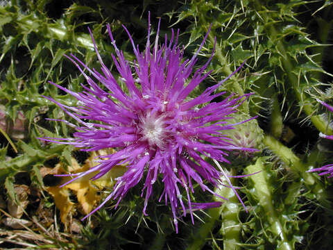 Cirsium acaule (L.) Scop. resmi