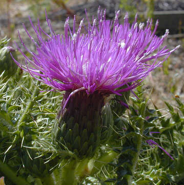 Cirsium acaule (L.) Scop. resmi