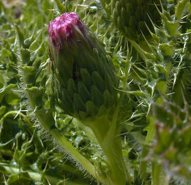 Cirsium acaule (L.) Scop. resmi