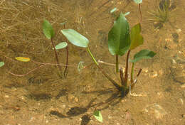 Image of Common Water-plantain