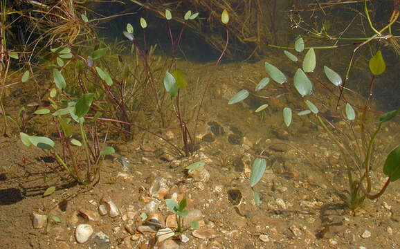 Image of Common Water-plantain