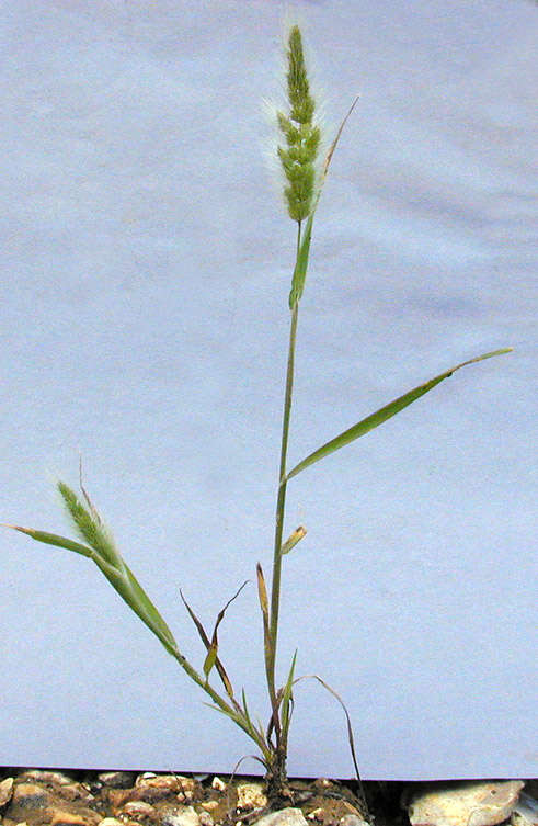 Imagem de Polypogon monspeliensis (L.) Desf.