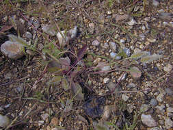 Imagem de Polypogon monspeliensis (L.) Desf.