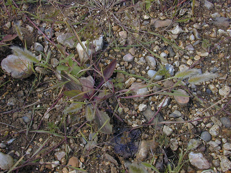 Imagem de Polypogon monspeliensis (L.) Desf.