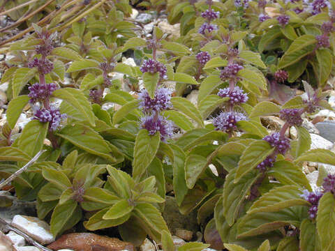 Image of wild mint