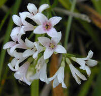 Plancia ëd Asperula cynanchica L.