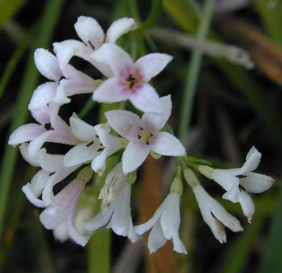 Plancia ëd Asperula cynanchica L.