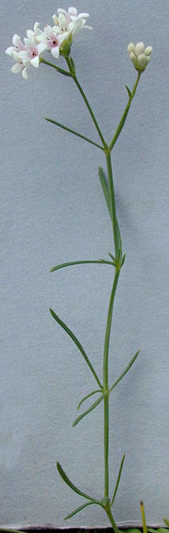 Image of squinancywort