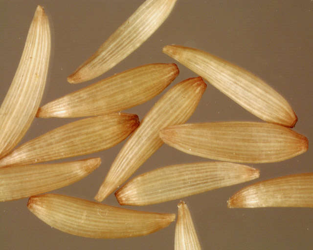 Image of nipplewort