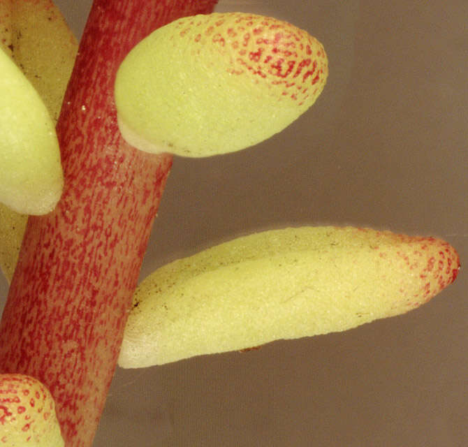 Image of White Stonecrop