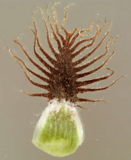 Image of Centaurea nigra subsp. endressii (Dostál) Arnelas & Devesa