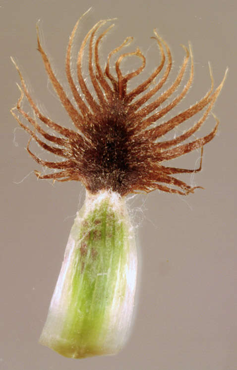 Image of Centaurea nigra subsp. endressii (Dostál) Arnelas & Devesa