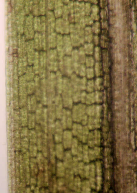 Image of Lesser Pondweed