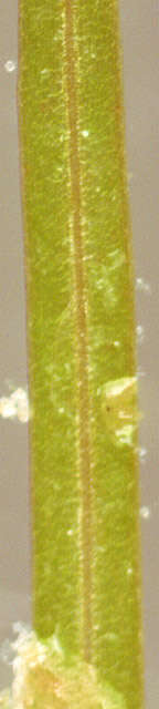 Image of Lesser Pondweed