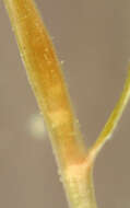 Image of Lesser Pondweed