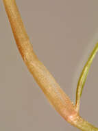 Image of Lesser Pondweed